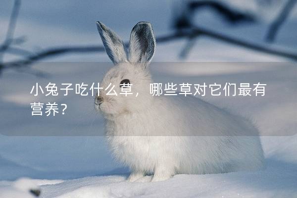 小兔子吃什么草，哪些草对它们最有营养？