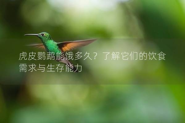 虎皮鹦鹉能饿多久？了解它们的饮食需求与生存能力