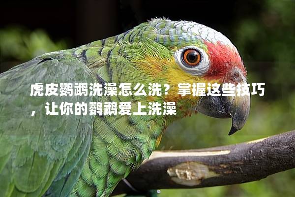 虎皮鹦鹉洗澡怎么洗？掌握这些技巧，让你的鹦鹉爱上洗澡