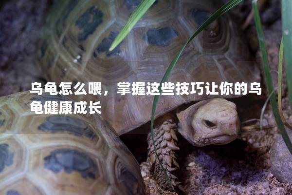 乌龟怎么喂，掌握这些技巧让你的乌龟健康成长