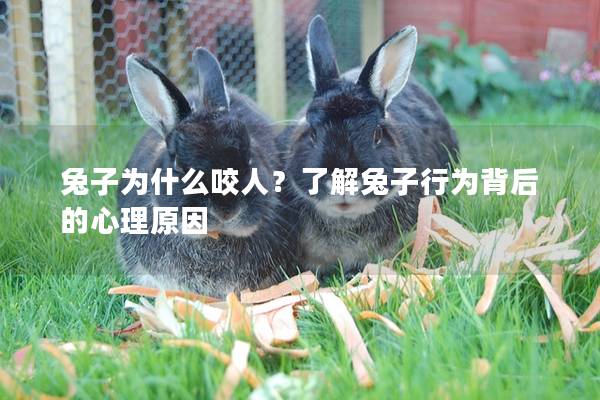 兔子为什么咬人？了解兔子行为背后的心理原因