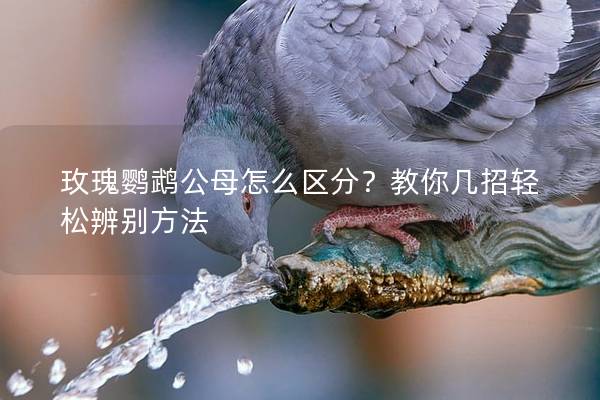 玫瑰鹦鹉公母怎么区分？教你几招轻松辨别方法