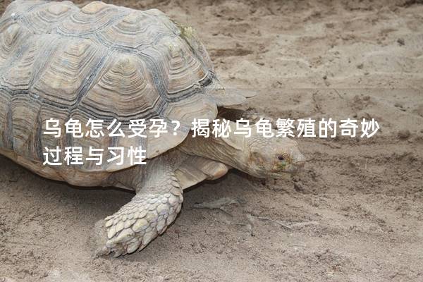 乌龟怎么受孕？揭秘乌龟繁殖的奇妙过程与习性