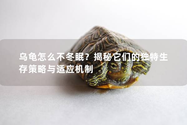 乌龟怎么不冬眠？揭秘它们的独特生存策略与适应机制