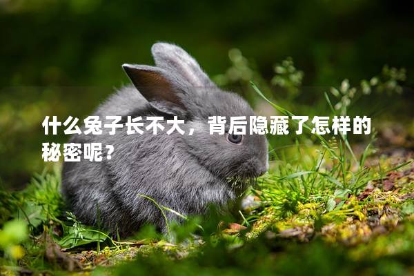 什么兔子长不大，背后隐藏了怎样的秘密呢？