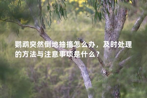 鹦鹉突然倒地抽搐怎么办，及时处理的方法与注意事项是什么？