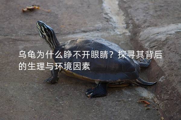 乌龟为什么睁不开眼睛？探寻其背后的生理与环境因素