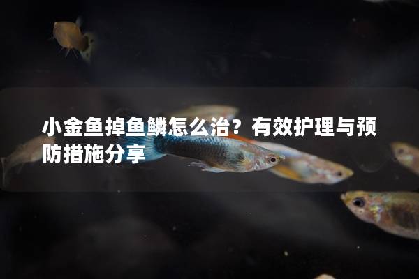 小金鱼掉鱼鳞怎么治？有效护理与预防措施分享