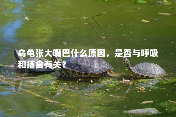 乌龟张大嘴巴什么原因，是否与呼吸和捕食有关？