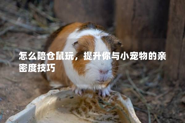 怎么陪仓鼠玩，提升你与小宠物的亲密度技巧