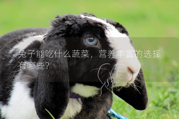 兔子能吃什么蔬菜，营养丰富的选择有哪些？