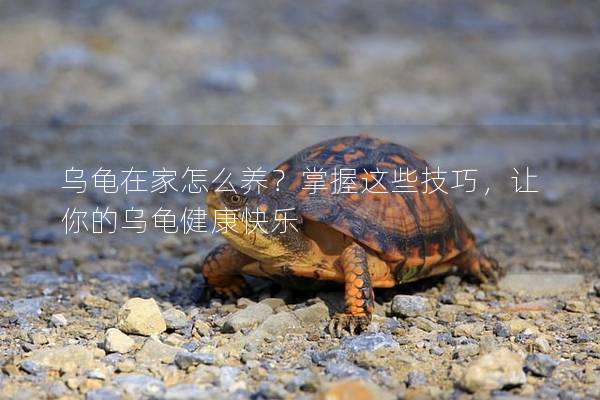 乌龟在家怎么养？掌握这些技巧，让你的乌龟健康快乐
