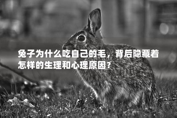 兔子为什么吃自己的毛，背后隐藏着怎样的生理和心理原因？