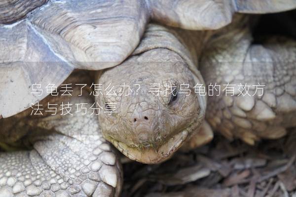 乌龟丢了怎么办？寻找乌龟的有效方法与技巧分享