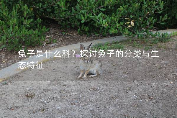 兔子是什么科？探讨兔子的分类与生态特征