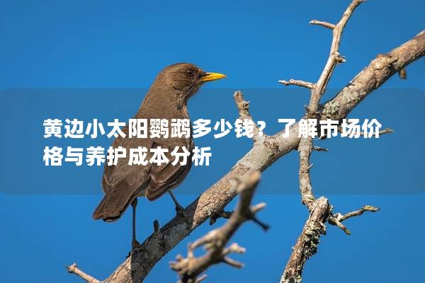 黄边小太阳鹦鹉多少钱？了解市场价格与养护成本分析