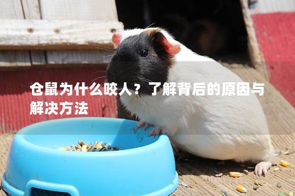 仓鼠为什么咬人？了解背后的原因与解决方法