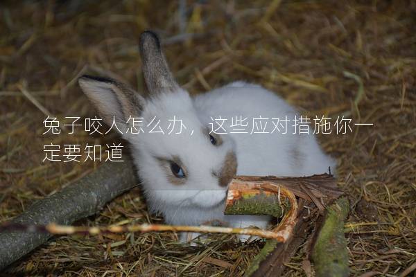 兔子咬人怎么办，这些应对措施你一定要知道