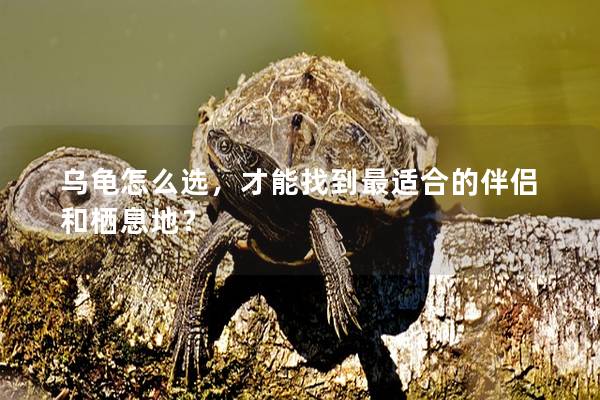 乌龟怎么选，才能找到最适合的伴侣和栖息地？