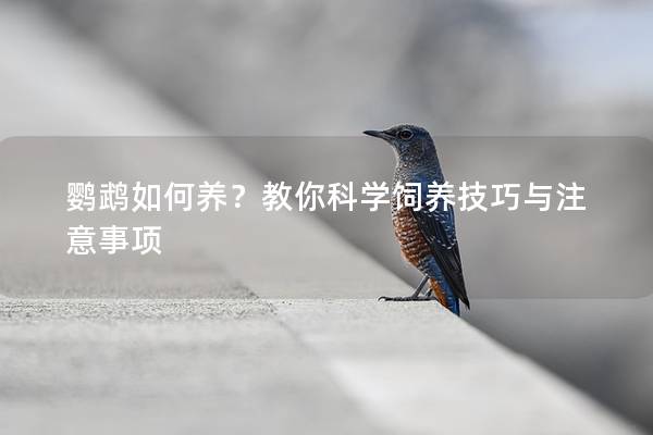 鹦鹉如何养？教你科学饲养技巧与注意事项
