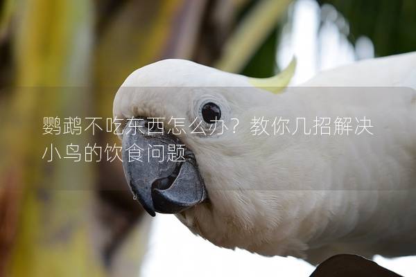 鹦鹉不吃东西怎么办？教你几招解决小鸟的饮食问题