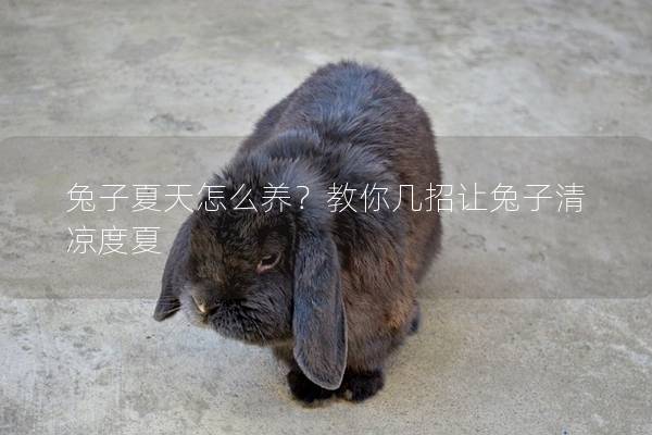 兔子夏天怎么养？教你几招让兔子清凉度夏