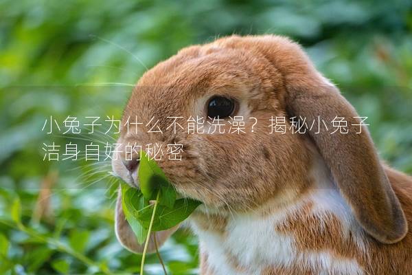 小兔子为什么不能洗澡？揭秘小兔子洁身自好的秘密