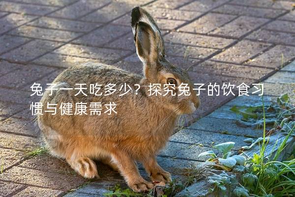 兔子一天吃多少？探究兔子的饮食习惯与健康需求