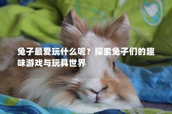 兔子最爱玩什么呢？探索兔子们的趣味游戏与玩具世界