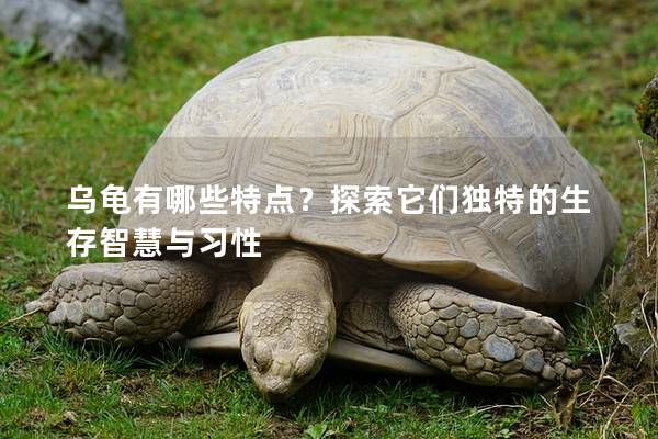 乌龟有哪些特点？探索它们独特的生存智慧与习性